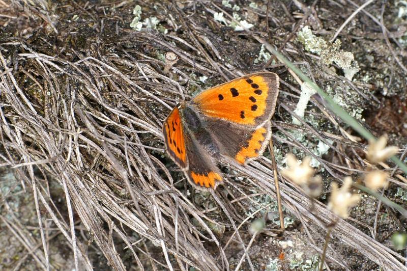 ZZ_ZZXYX_D2940_Z_88_NP De Hoge Veluwe_Nederland.jpg